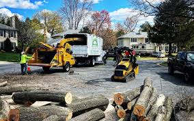 Reliable Algonquin, MD Tree Removal Solutions