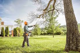 How Our Tree Care Process Works  in  Algonquin, MD